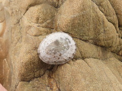Cellana radians