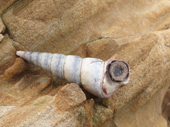 Maoricolpus roseus