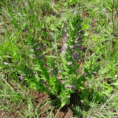 Brachycorythis ovata ovata