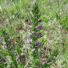 Brachycorythis ovata ovata