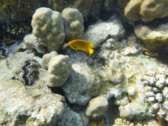 Pomacentrus sulfureus