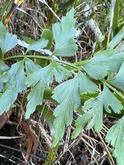 Asplenium aethiopicum