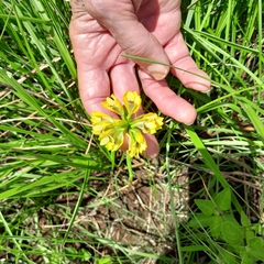 Eulophia leontoglossa