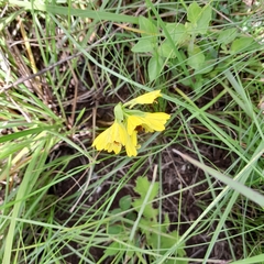 Eulophia leontoglossa
