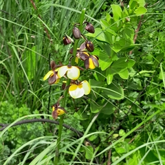 Eulophia streptopetala