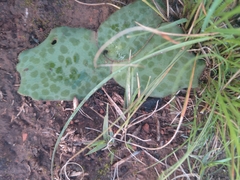 Ledebouria ovatifolia