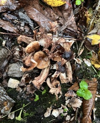 Russula cerolens