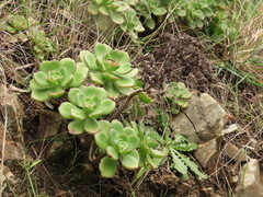 Aeonium haworthii
