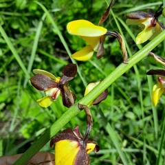 Eulophia streptopetala