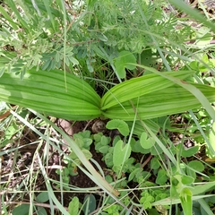 Eulophia streptopetala