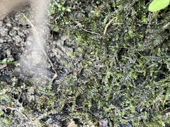 Rhynchostegium