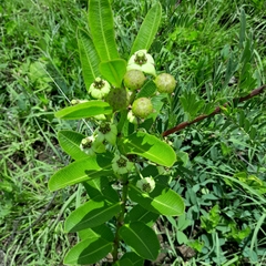 Pachycarpus asperifolius