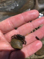 Hemigrapsus sanguineus