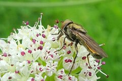 Riponnensia splendens