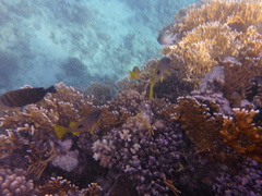 Lutjanus fulviflamma