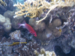 Sargocentron caudimaculatum