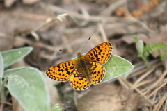 Boloria euphrosyne