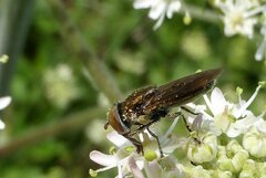 Riponnensia splendens