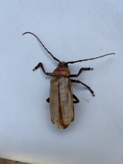 Agrianome spinicollis