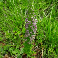 Brachycorythis ovata ovata