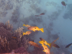 Lutjanus fulviflamma