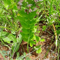 Brachycorythis ovata ovata