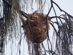 Philemon corniculatus