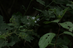 Plumbago zeylanica