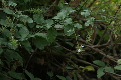 Plumbago zeylanica