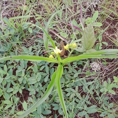 Hypoxis hemerocallidea