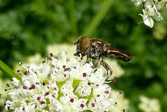 Riponnensia splendens