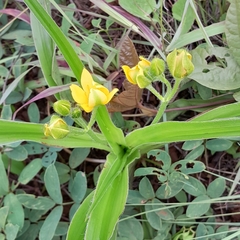 Hypoxis hemerocallidea