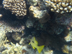 Lutjanus fulviflamma