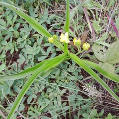 Hypoxis hemerocallidea