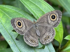Ypthima horsfieldii humei