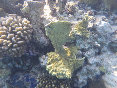 Millepora platyphylla