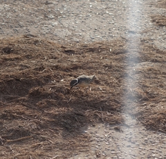 Charadrius pecuarius