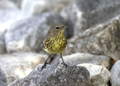 Setophaga kirtlandii