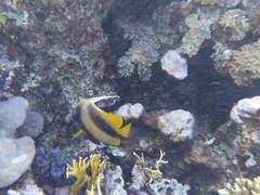 Heniochus intermedius