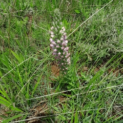 Brachycorythis pubescens