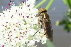 Riponnensia splendens