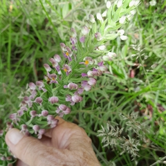 Brachycorythis pubescens