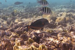 Acanthurus sohal