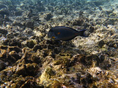 Acanthurus sohal