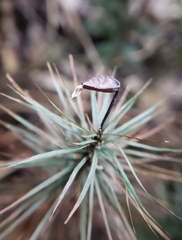 Dawsonia