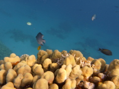 Amblyglyphidodon indicus