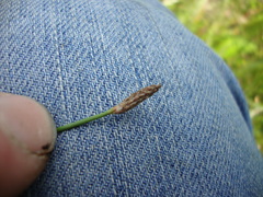 Eleocharis dregeana