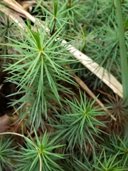 Dawsonia