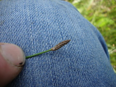 Eleocharis dregeana
