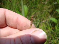 Eleocharis dregeana
